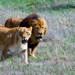 Лев и львица на прогулке, парк "Тайган", Белогорск, Крым