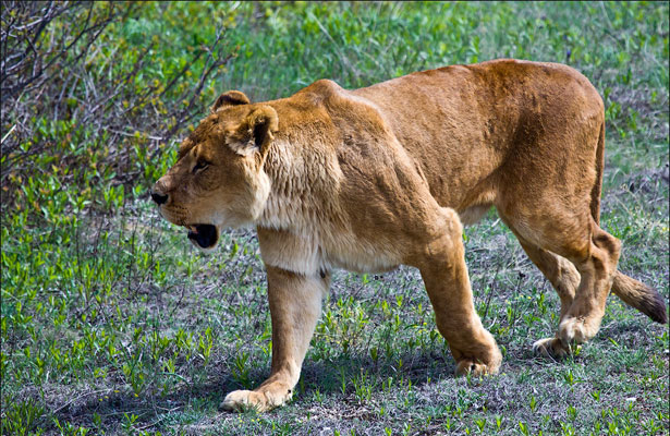 Животных кормят, помимо разложенного на специальных палетах мяса, и живой пищей, чтобы сохранять у львов охотничьи навыки