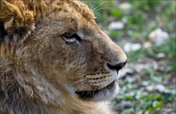 Фото львов из парка "Тайган" в Крыму