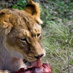 У львов обед