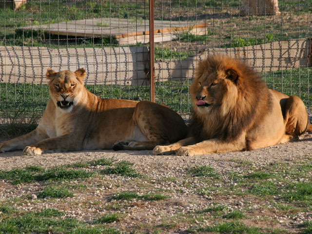 Интересные факты о львах | Сафари парк «Тайган» в Белогорске, Крым