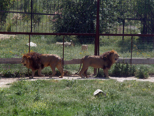 Фото львов в парке Тайган