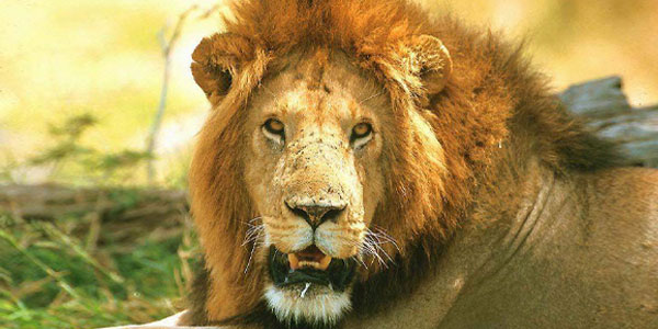 Интересные факты о львах | Сафари парк «Тайган» в Белогорске, Крым