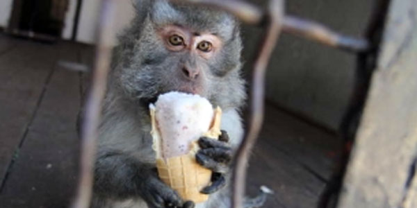 для обезьяны Чарли, живущей в Симферопольском зооуголке, мороженое – не только лакомство, но и средство охлаждения.