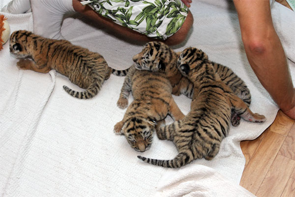 Тигрята в ялтинском зоопарке "Сказка"