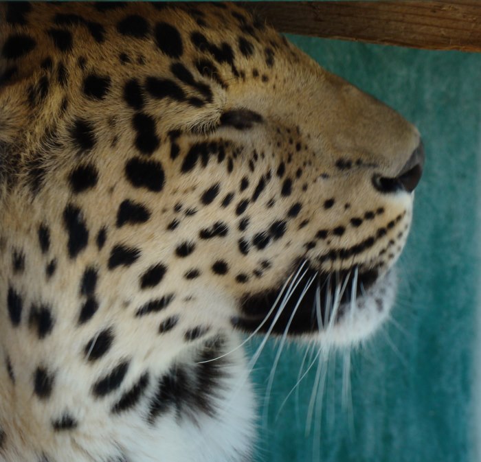leopard1