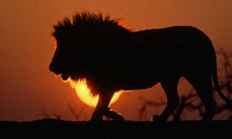 Male Lion Silhouetted at Sunset